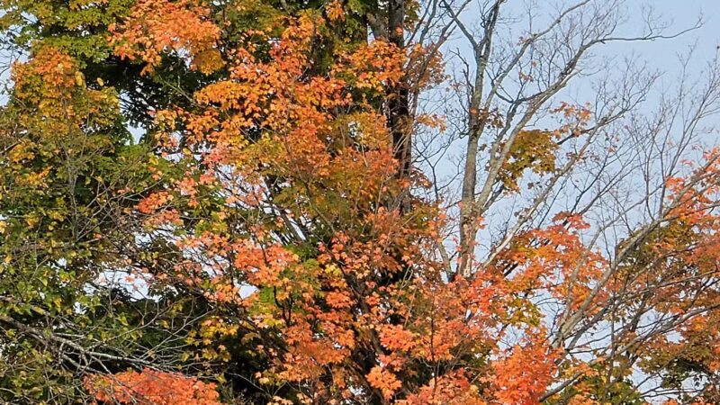 Adirondack Foothills Visitor Center - Remsen, NY