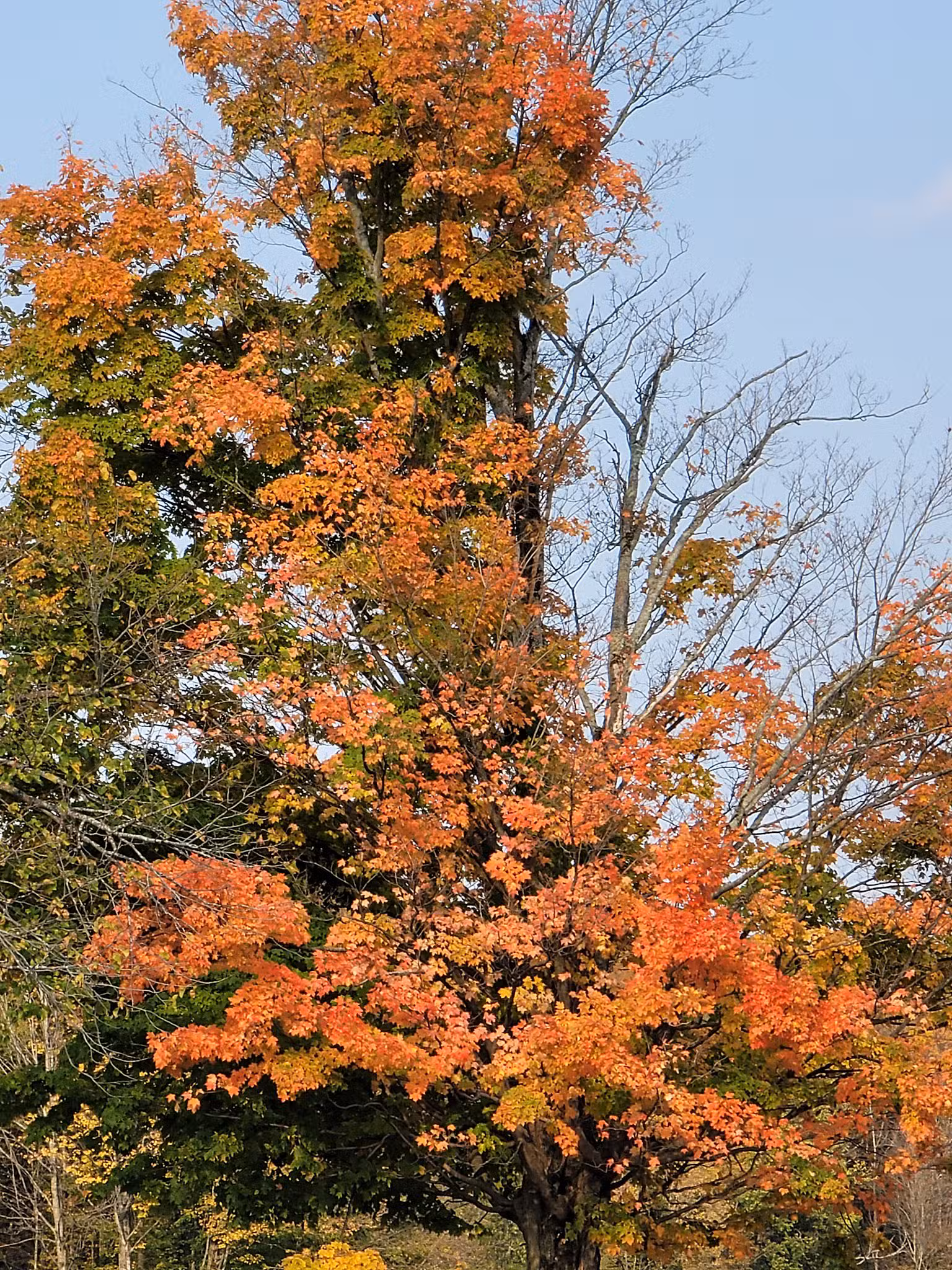 Adirondack Foothills Visitor Center - Remsen, NY
