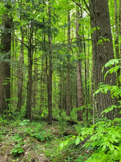 Lake Julia Preserve - Remsen, NY