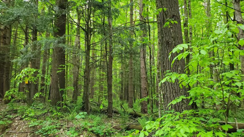 Lake Julia Preserve - Remsen, NY
