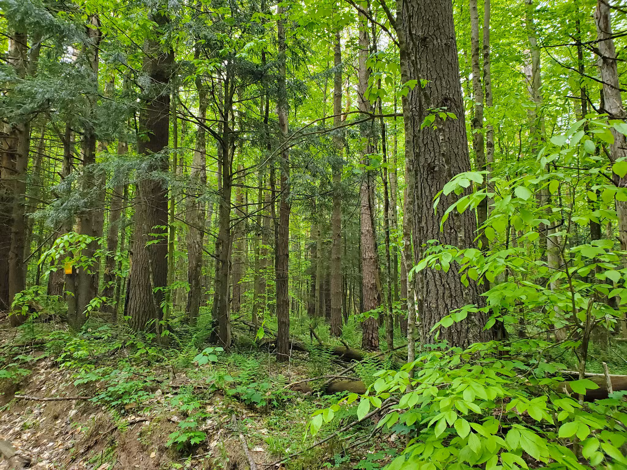 Lake Julia Preserve - Remsen, NY