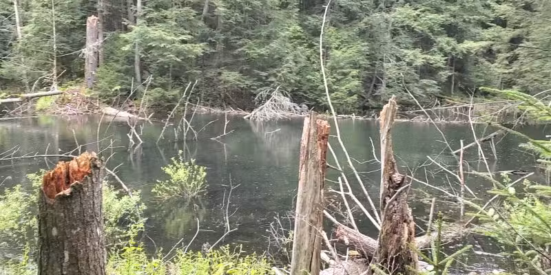 Lake Julia Preserve - Remsen, NY