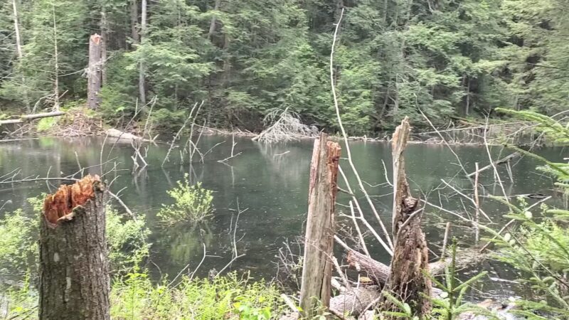 Lake Julia Preserve - Remsen, NY