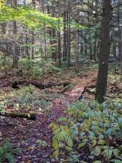 Lake Julia Preserve - Remsen, NY