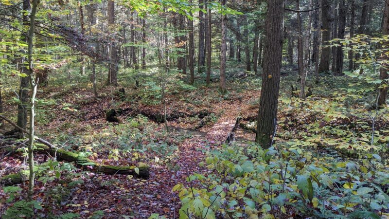 Lake Julia Preserve - Remsen, NY