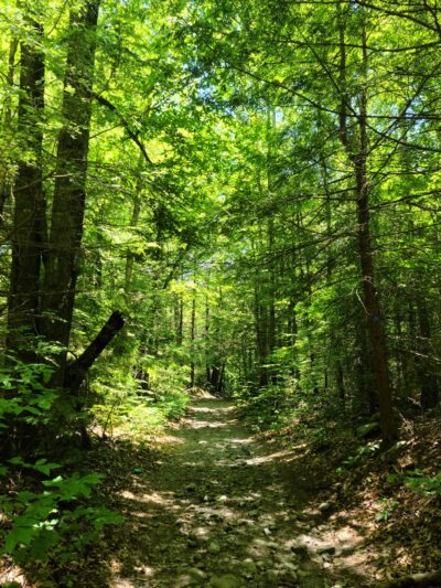 Wolf Brook Multiple Use Area - Remsen, NY