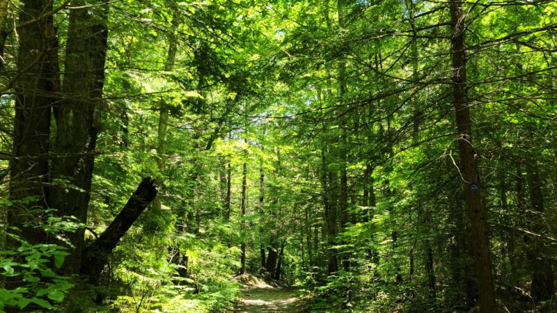 Wolf Brook Multiple Use Area - Remsen, NY