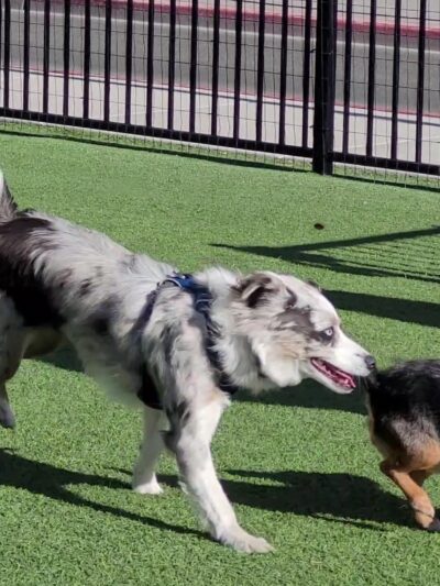 Biggest Little Dog Park - Reno, NV