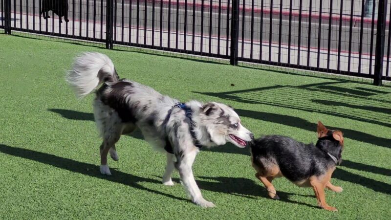 Biggest Little Dog Park - Reno, NV