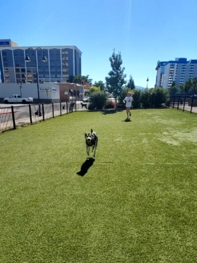 Biggest Little Dog Park - Reno, NV