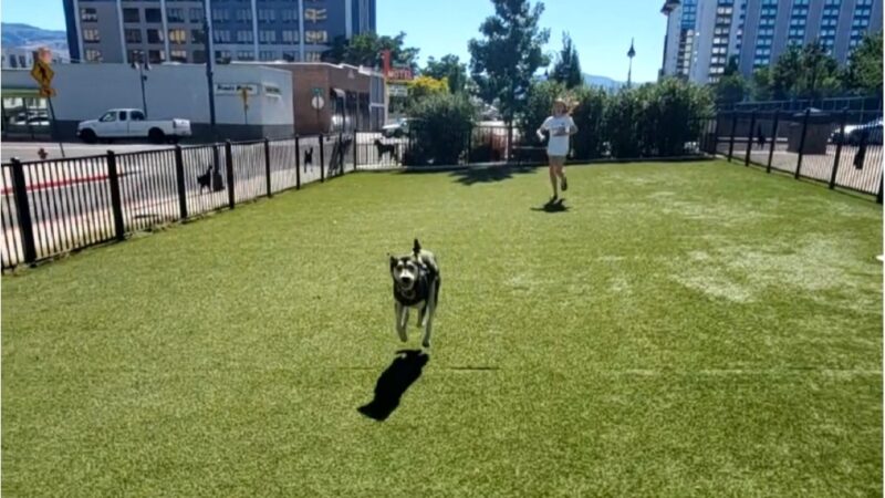 Biggest Little Dog Park - Reno, NV