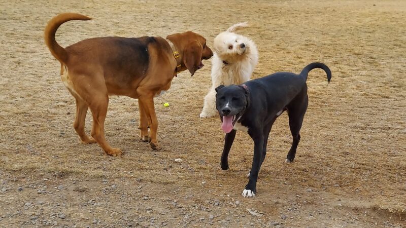 Link Piazzo Dog Park - Reno, NV