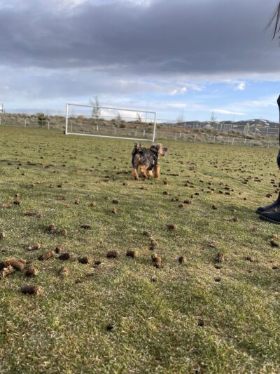 North Valleys Off Leash Dog Field - Reno, NV