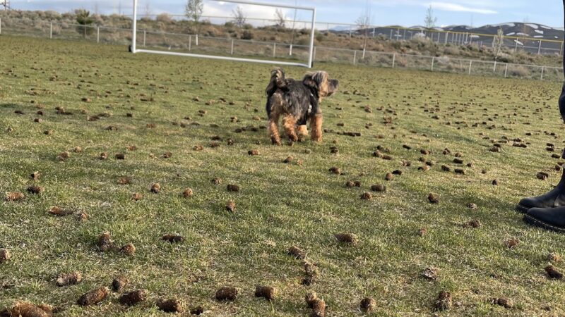 North Valleys Off Leash Dog Field - Reno, NV