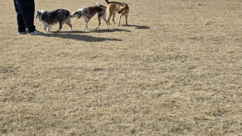Rancho San Rafael Off-Leash Dog Park - Reno, NV