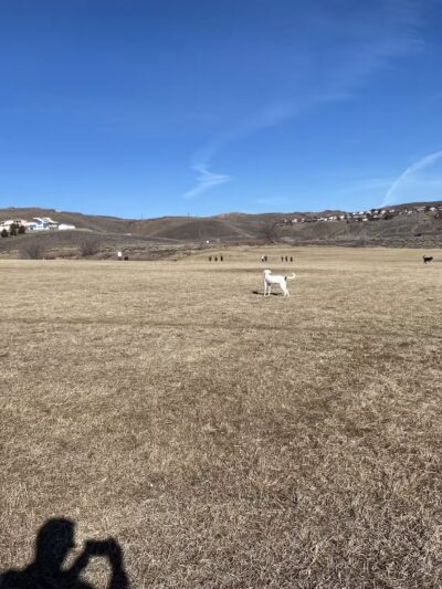 Rancho San Rafael Off-Leash Dog Park - Reno, NV