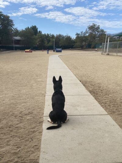 Virginia Lake Dog Park - Reno, NV