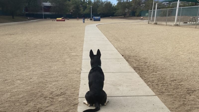 Virginia Lake Dog Park - Reno, NV