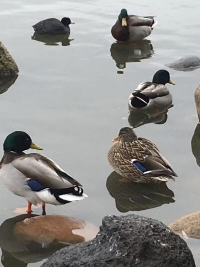 Virginia Lake Dog Park - Reno, NV