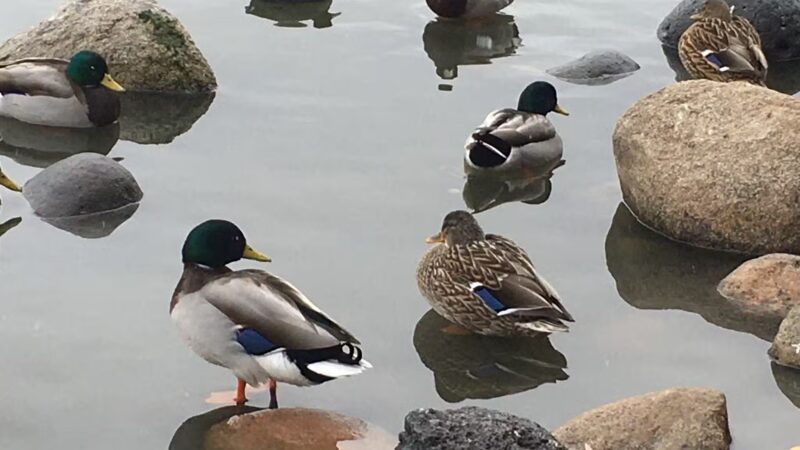 Virginia Lake Dog Park - Reno, NV