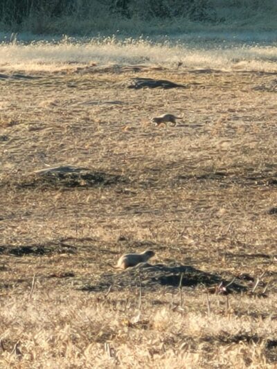 Stormer Ford Prairie Dog Town - Republican City, NE
