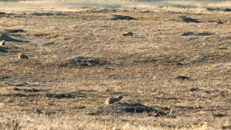 Stormer Ford Prairie Dog Town - Republican City, NE