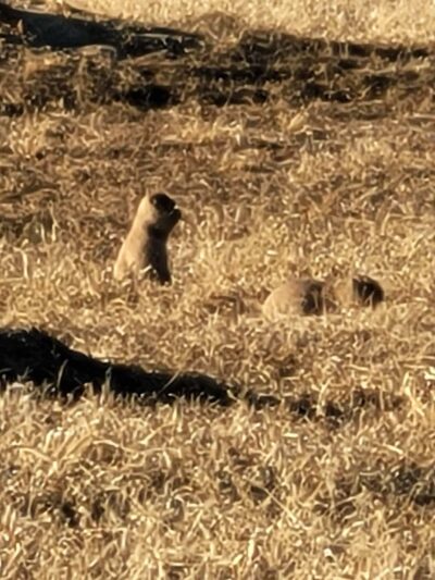 Stormer Ford Prairie Dog Town - Republican City, NE