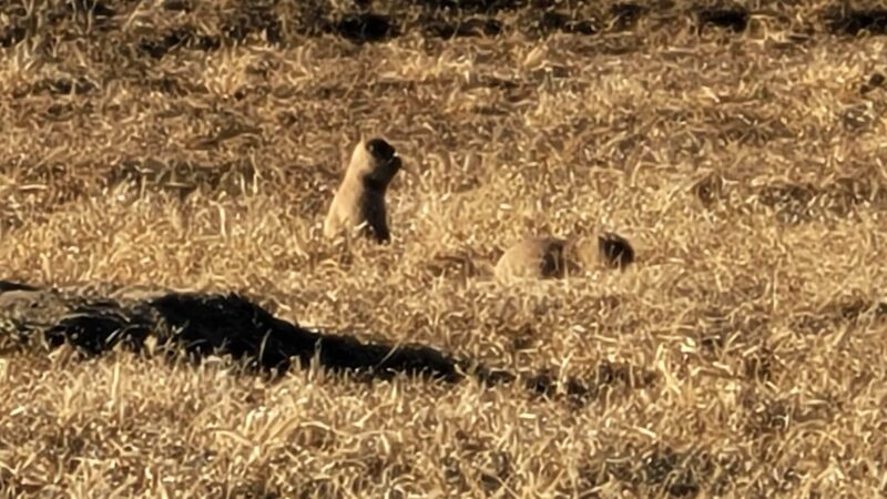 Stormer Ford Prairie Dog Town - Republican City, NE