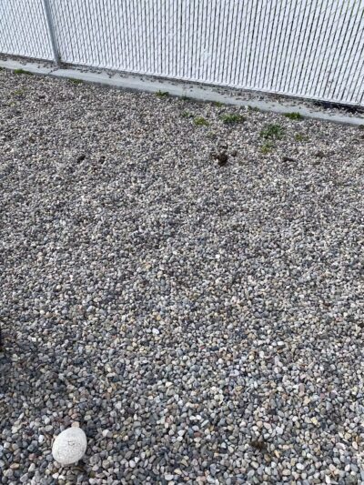 Providence Square Public Dog Park - Rexburg, ID