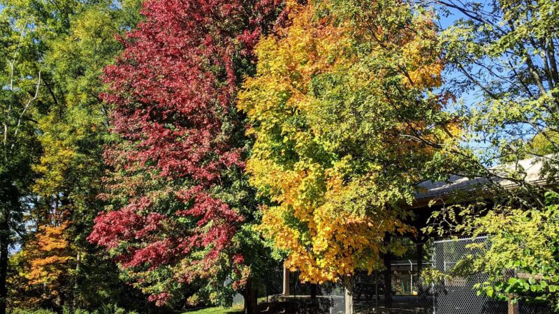 Thompson-Mazzarella Park - Rhinebeck, NY