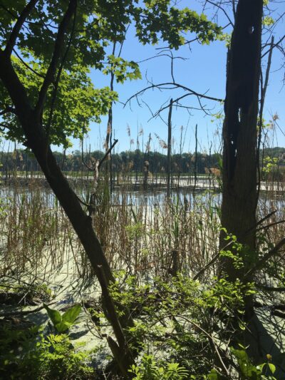 Vlei Marsh Trail - Rhinebeck, NY