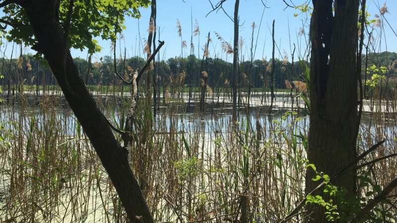 Vlei Marsh Trail - Rhinebeck, NY