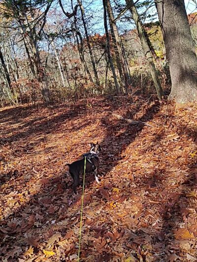 Vlei Marsh Trail - Rhinebeck, NY