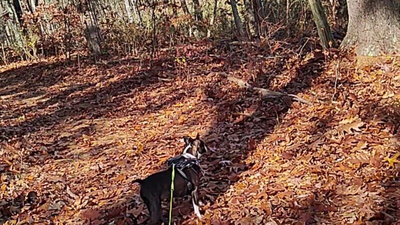 Vlei Marsh Trail - Rhinebeck, NY