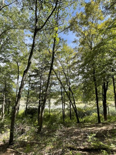 Vlei Marsh Trail - Rhinebeck, NY