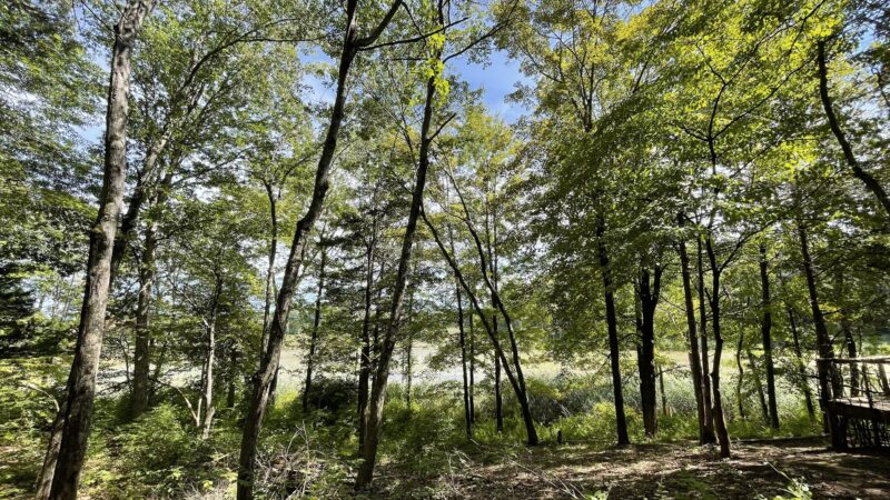 Vlei Marsh Trail - Rhinebeck, NY