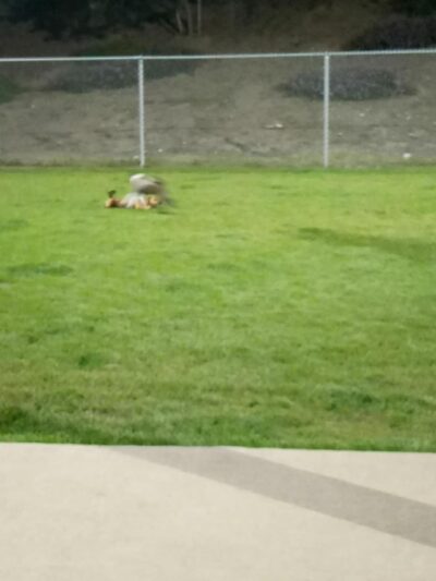 Frisbee Dog Park - Rialto, CA