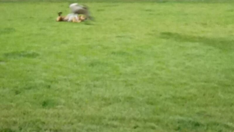 Frisbee Dog Park - Rialto, CA