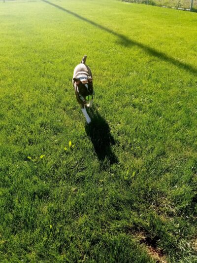 Frisbee Dog Park - Rialto, CA