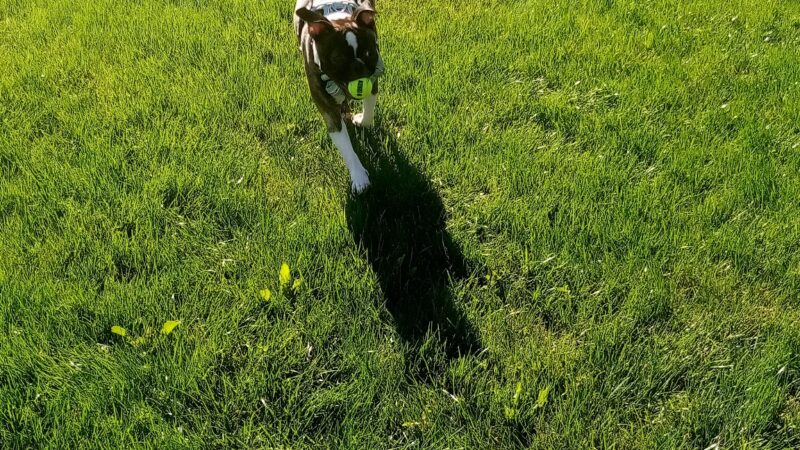 Frisbee Dog Park - Rialto, CA