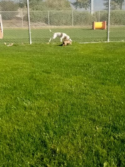 Frisbee Dog Park - Rialto, CA