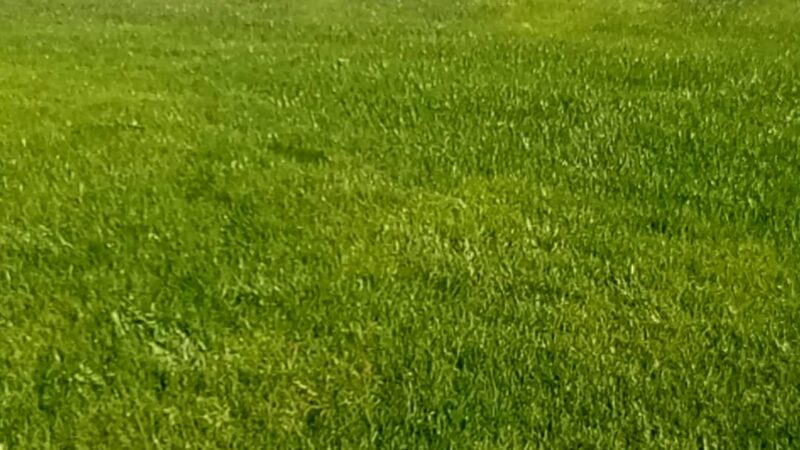 Frisbee Dog Park - Rialto, CA