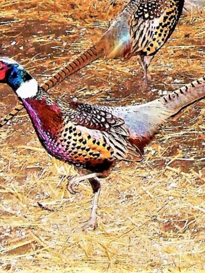 Thunder Country Hunts LLC - Richmond, KS