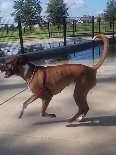 Canine Cove - Richmond, TX
