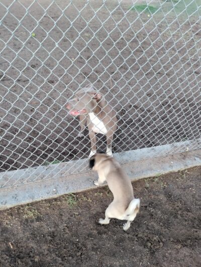 Off Leash Dog Park - Ridgecrest, CA