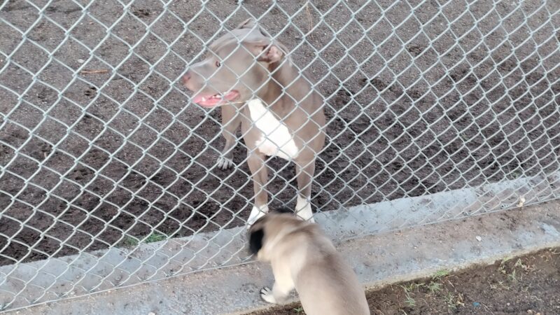 Off Leash Dog Park - Ridgecrest, CA