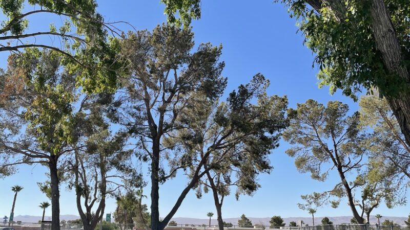 Off Leash Dog Park - Ridgecrest, CA