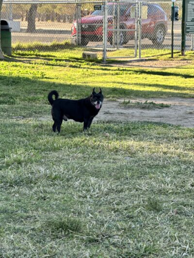 Off Leash Dog Park - Ridgecrest, CA