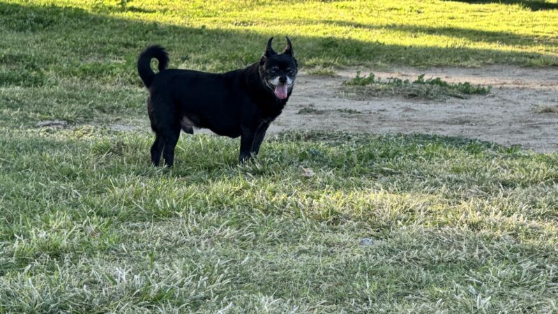 Off Leash Dog Park - Ridgecrest, CA