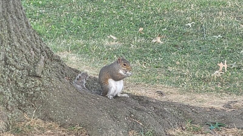 Veterans Memorial Park - Ridgefield, NJ